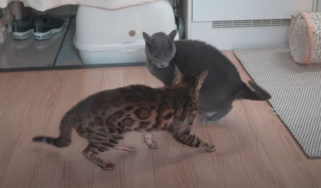 A Bengal cat about to pounce on a Russian Blue cat.