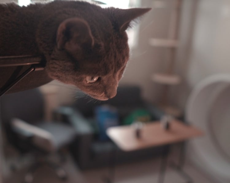 Russian Blue cat perching looking at the humans on the floor.