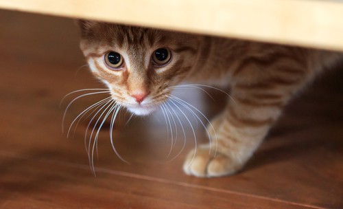 Cats hiding underneath furniture is a bad way for cats to adapt to a new environment.