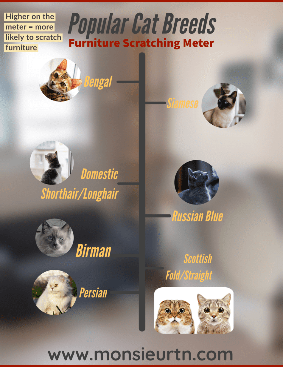 Are Maine Coons Good Apartment Cats? monsieurtn