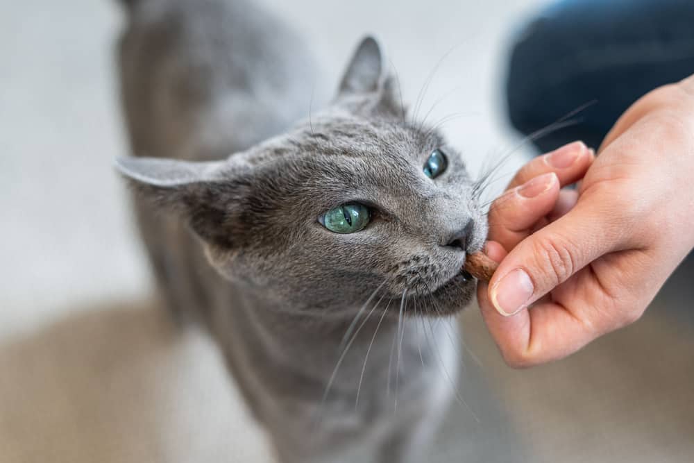 Russian Blue cats are highly food motivated.