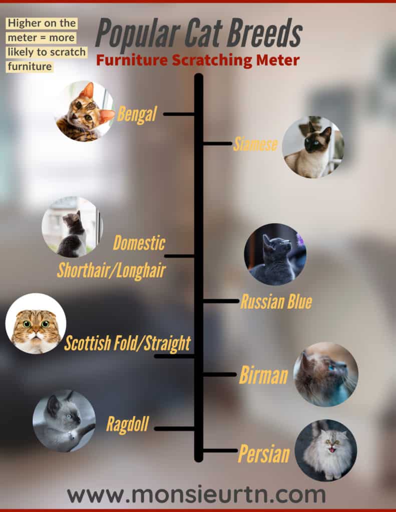 Infographic about cats and their propensity to scratch furniture.