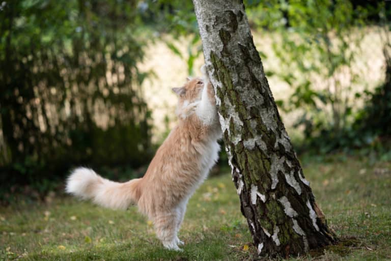 How Many Cat Scratching Posts Needed? Easy Formula! monsieurtn