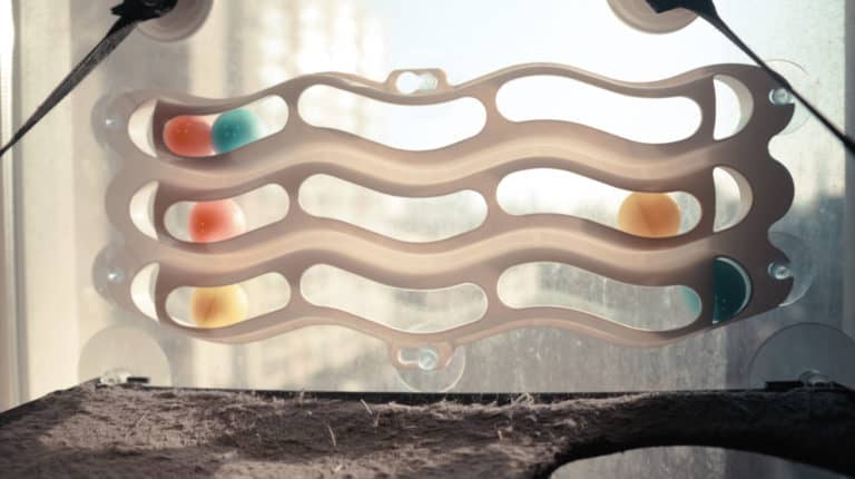 Best Toys For Indoor Cats (Minimal Clutter and Super Effective)