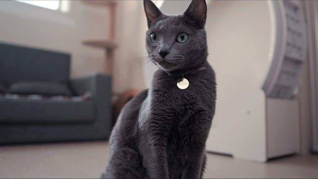 Russian Blue cat portrait in an apartment.