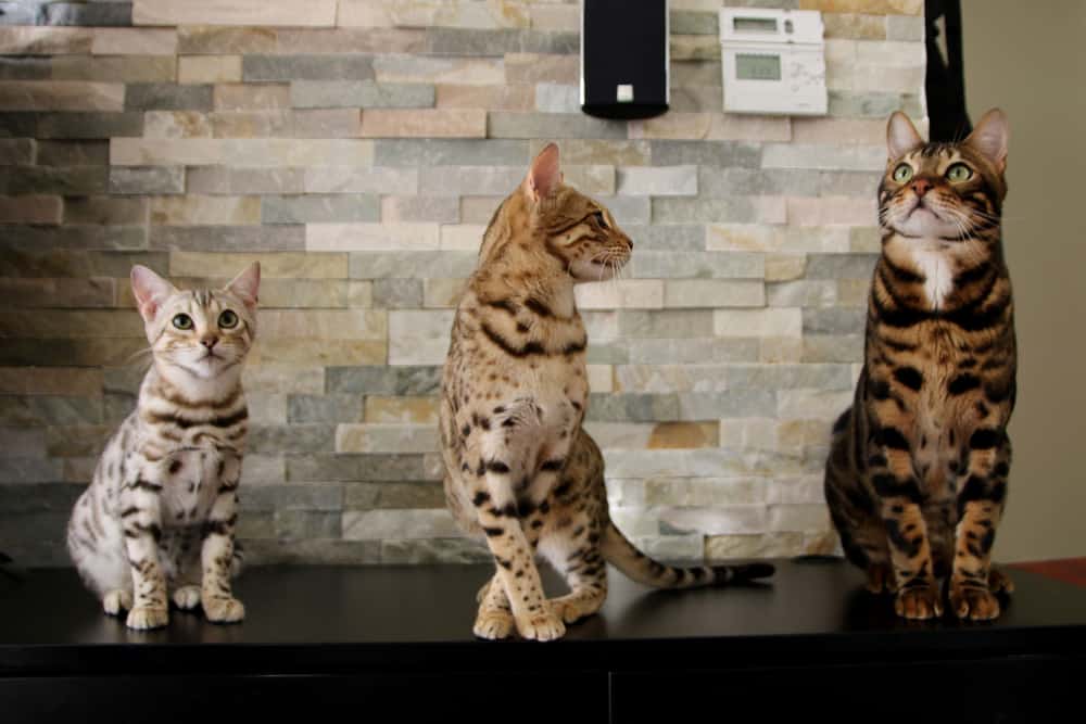 Bengal Cat Personality (What Are They Like?) - monsieurtn