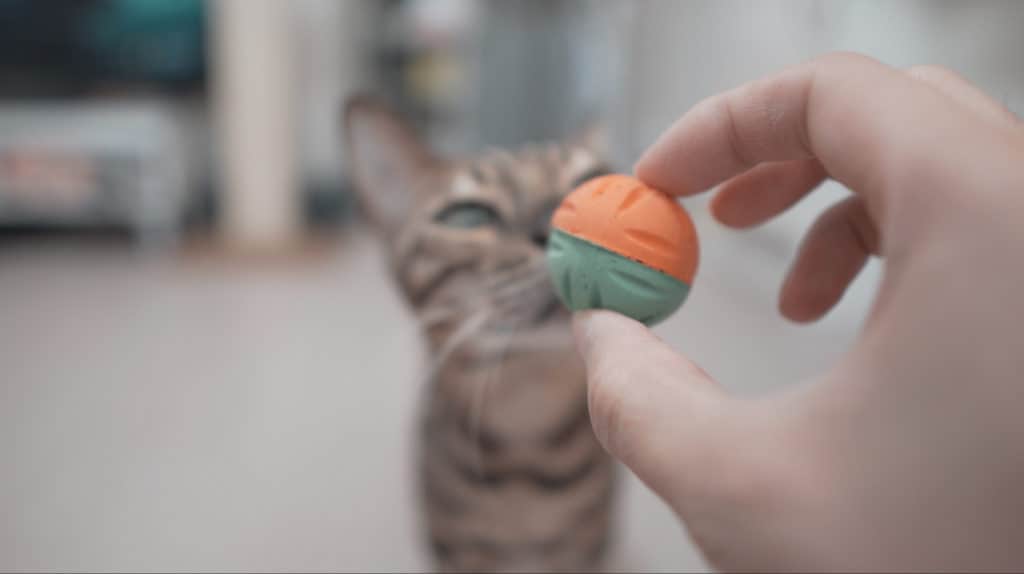 Bengal cat looks at fetch ball.