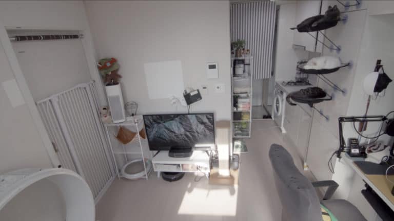 Do Apartment Cats Get Bored? Practical Answers!