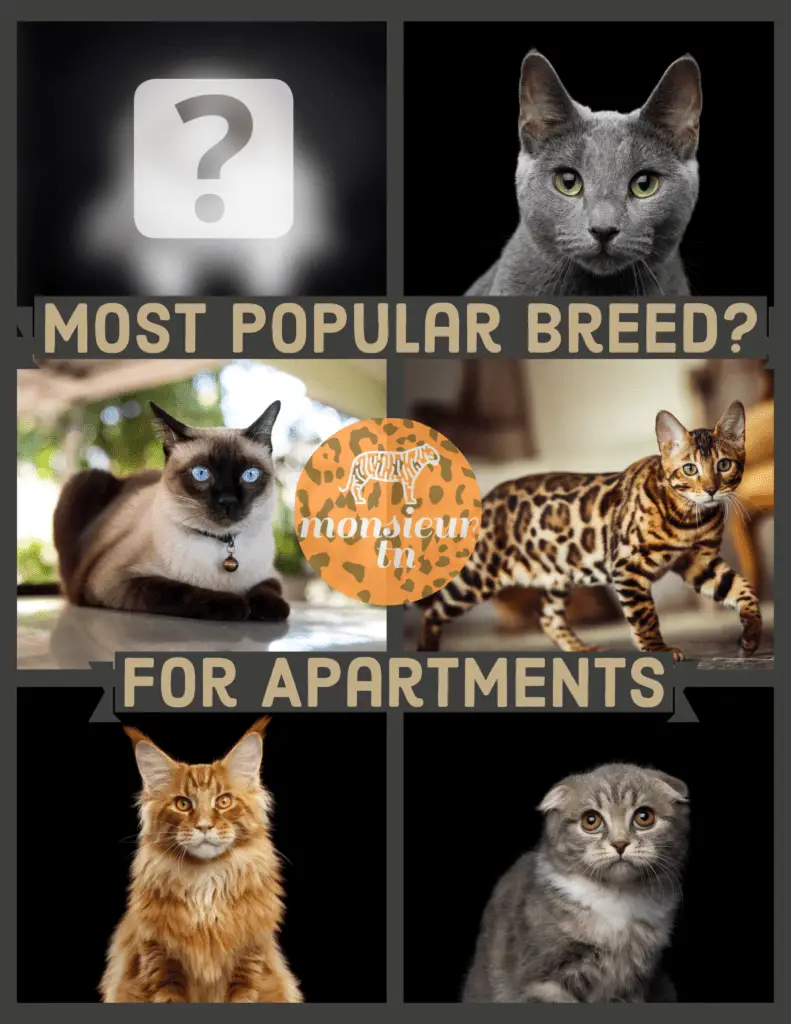 What Is The Most Popular Indoor Cat Breed Reddit Statistics Survey Monsieurtn
