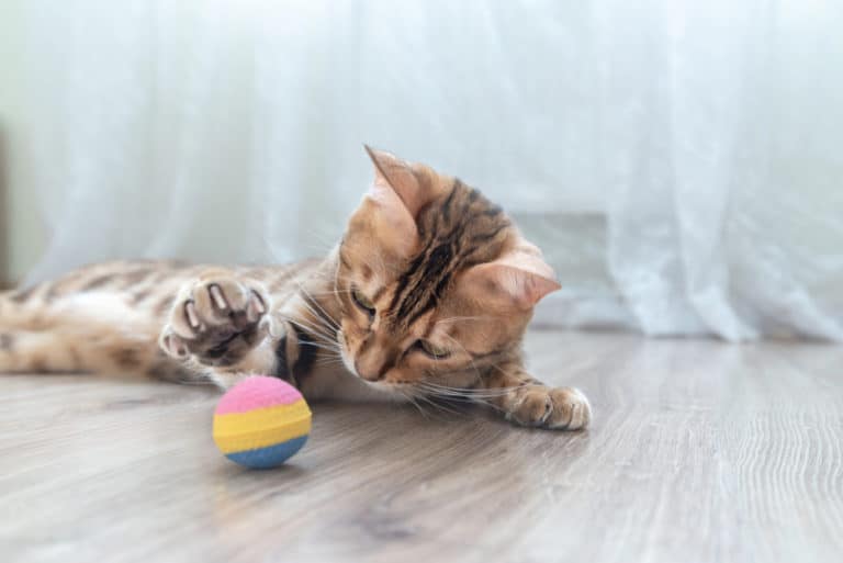 Do Bengal Cats Play Fetch? Benefits and Tips! monsieurtn