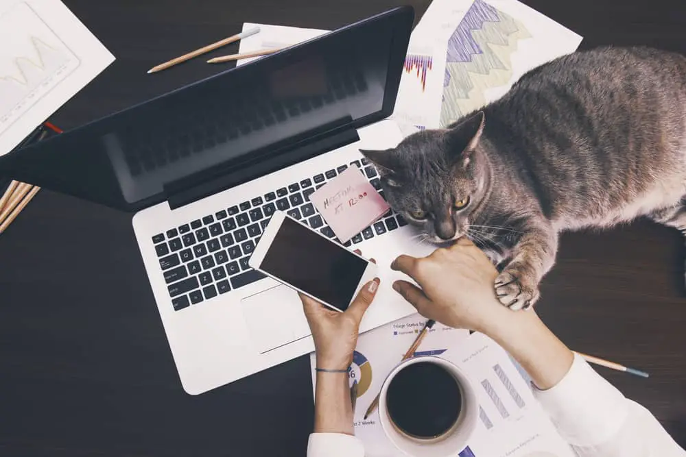 how-to-keep-a-cat-off-your-desk-for-good-monsieurtn