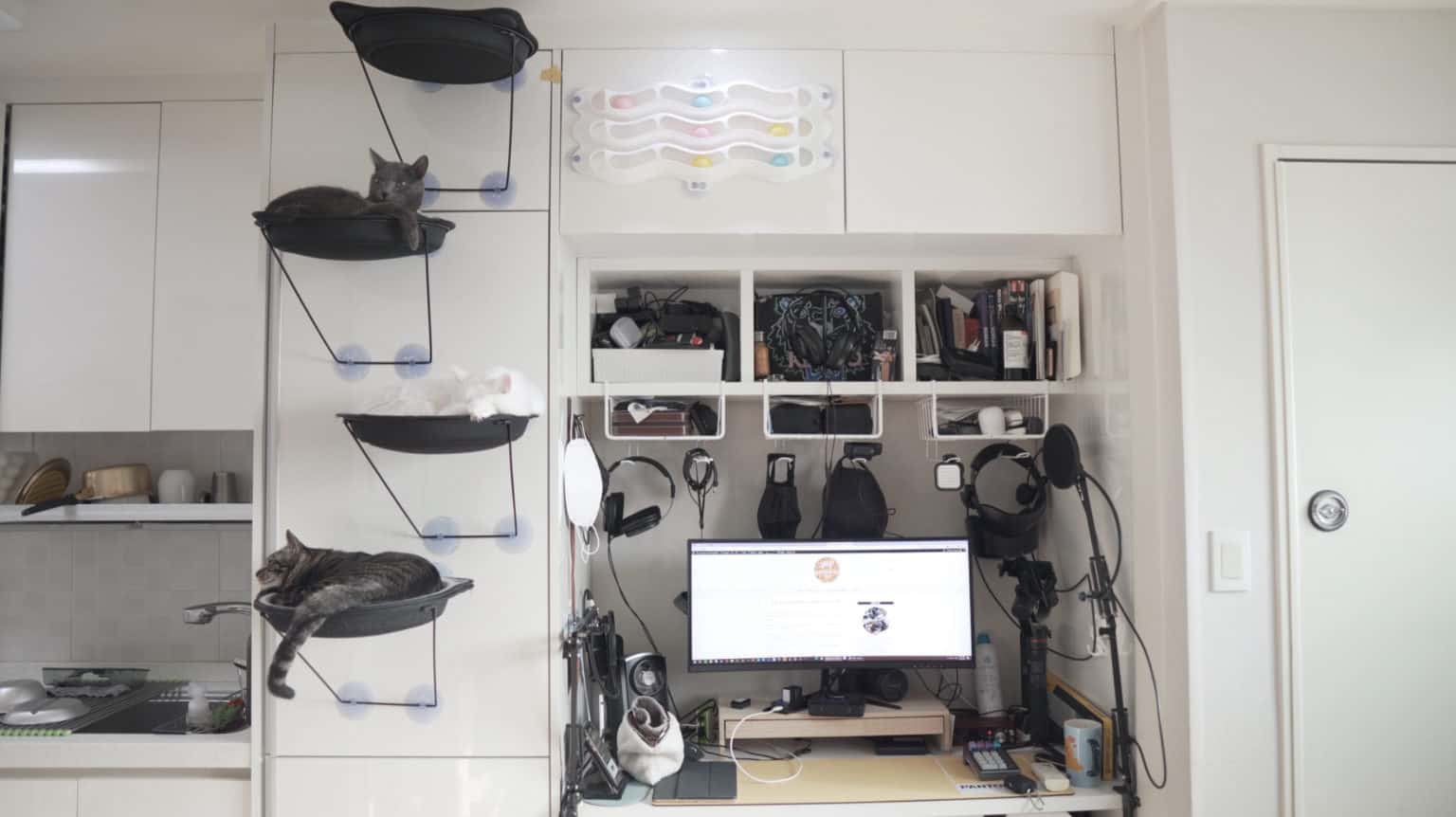 How to Protect Your Furniture From Your Cats (With Pictures!) monsieurtn