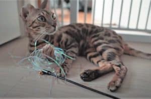 how to entertain cats while away