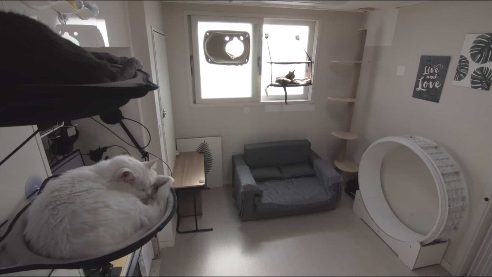 Most Popular Apartment Cat Breeds Everything You Need to Know monsieurtn