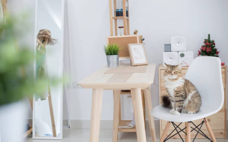 How To Live With Pets in Small Apartments (5 Key Principles)