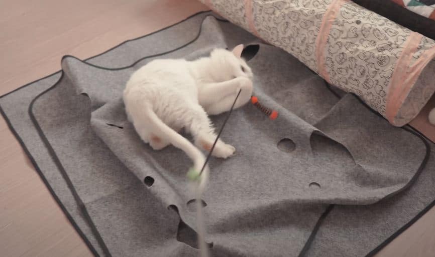 White cat plays on a ripple mat next to a tunnel. Examples of a play environment.