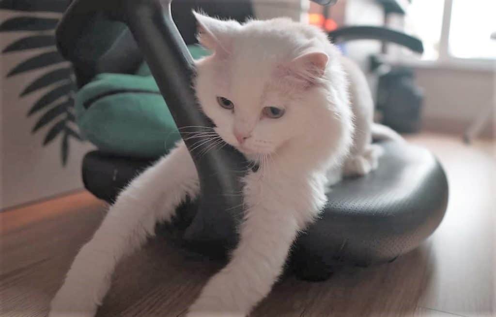 Scottish Fold cat playing on a chair in an apartment.