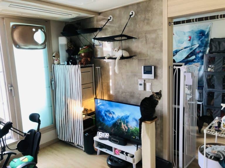 Choosing a Cat-Friendly Apartment (What to Look For!)