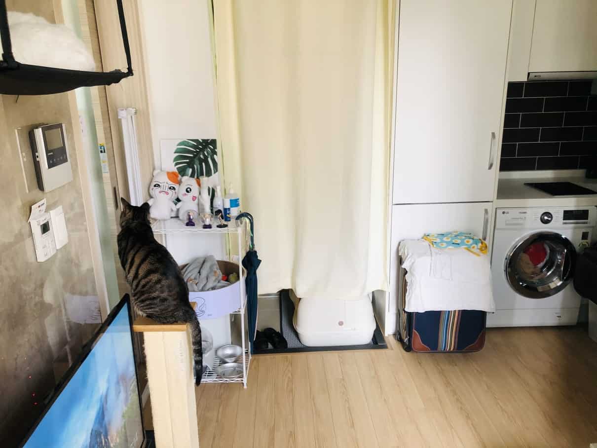 6 Real Tips to Stop Cat Litter Tracking (I Tried Them All!) monsieurtn