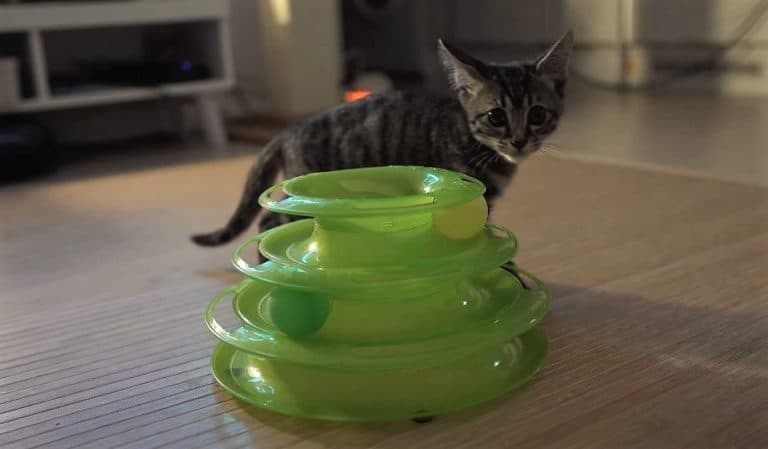 4 Simple Tips to Help Your Cats Play By Themselves
