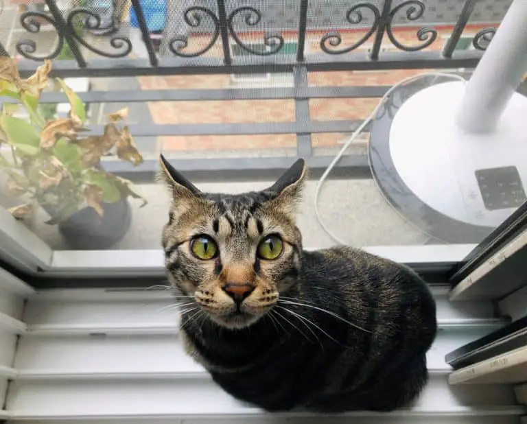 How To Get a Cat To Like (Or Trust) You Again? monsieurtn