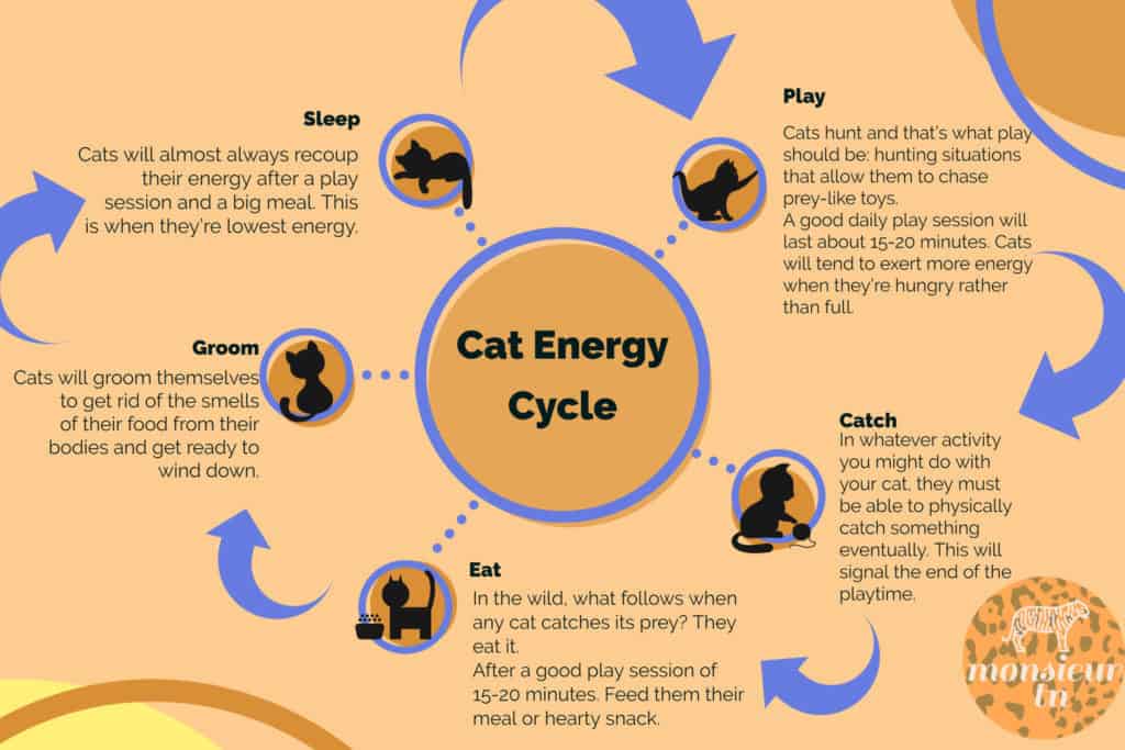 Infographic about a cat's energy cycle.