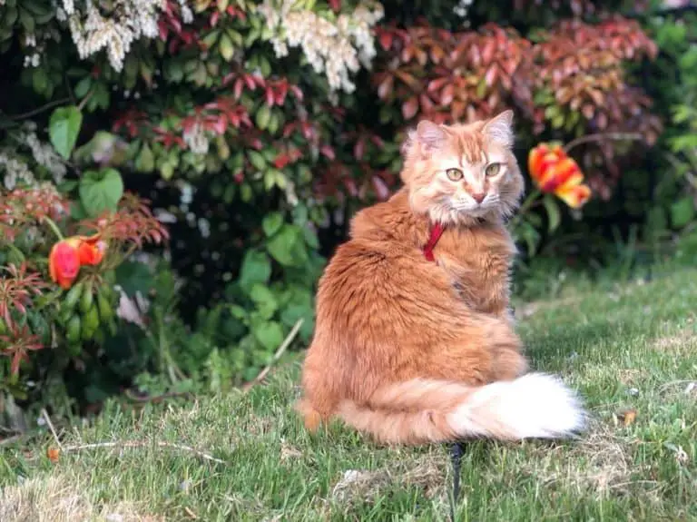 Are Maine Coons Good Apartment Cats? monsieurtn