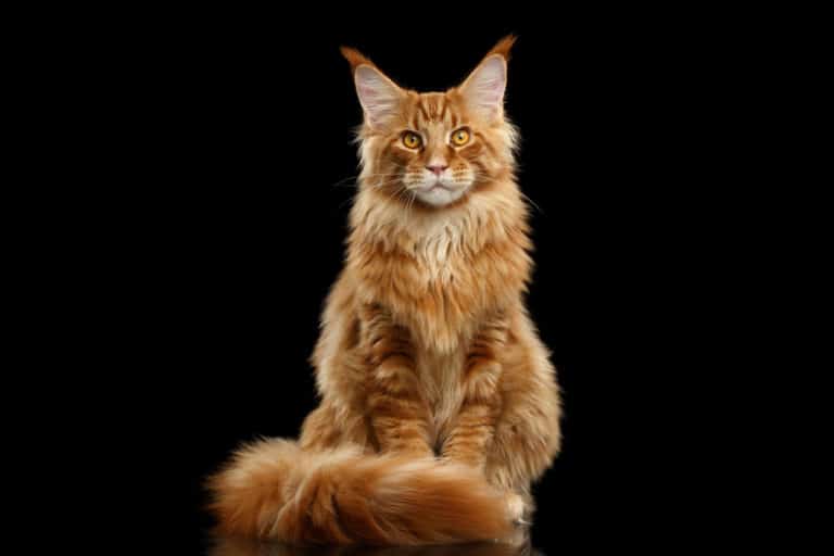 Are Maine Coons Good Apartment Cats? - monsieurtn