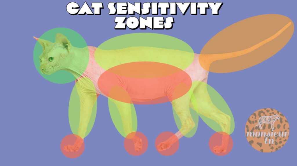 Cat sensitivity zone infographic.