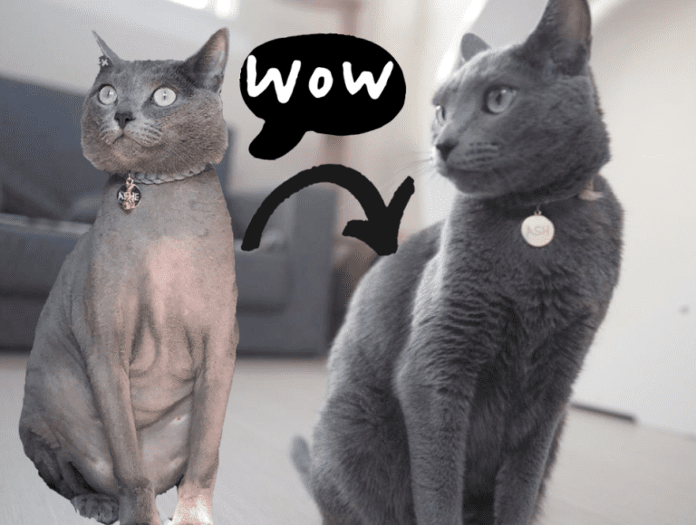 Strategies for Getting Your Cat to Lose Weight: Everything You Need to Know