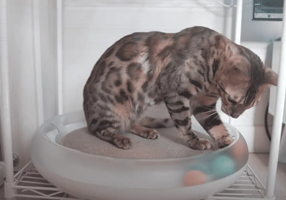 Bengal cat bored of stationary toys.