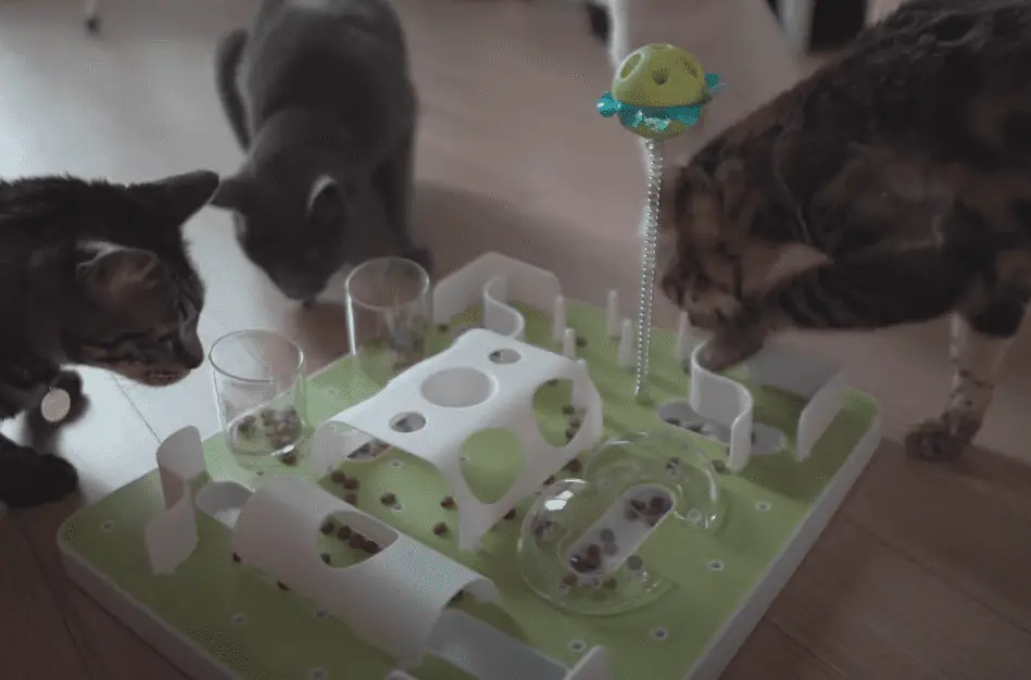 Cats eating from the same large puzzle feeder.