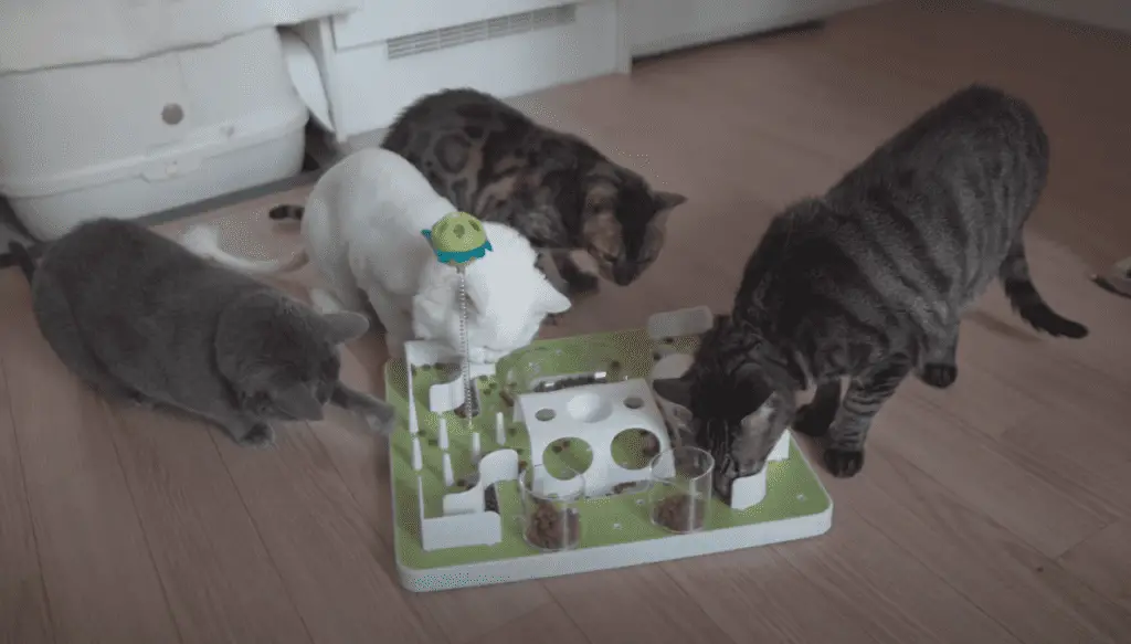 Four cats eating in a food puzzle.