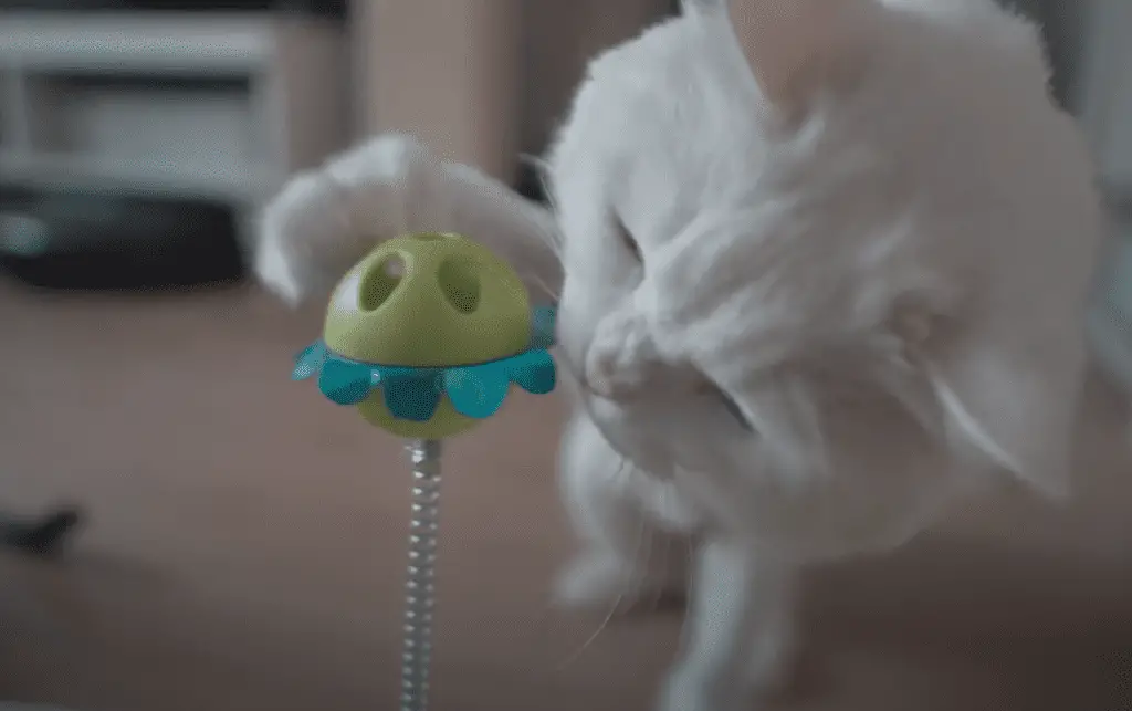 Scottish fold cat in an apartment trying to get out food from a puzzle!