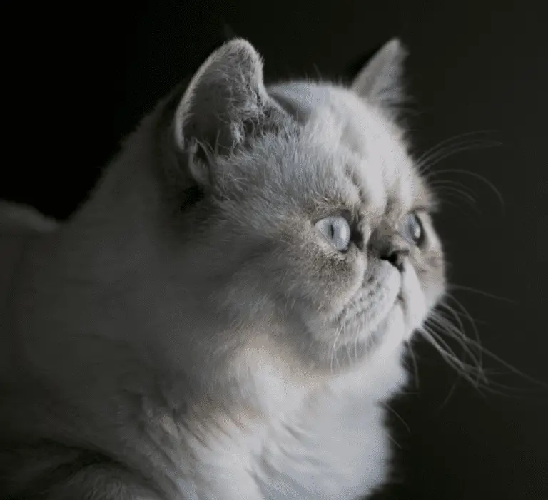 Are Persian Cats Good For Apartments? monsieurtn