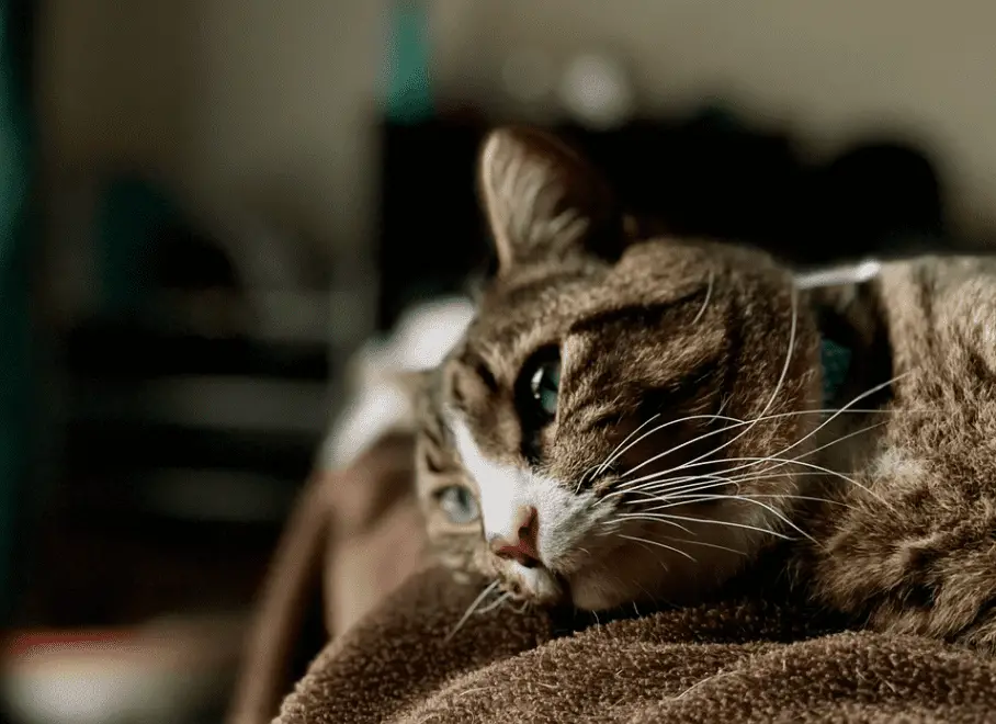 Do Indoor Cats Get Depressed or Stressed? Prevent It Now! monsieur tn