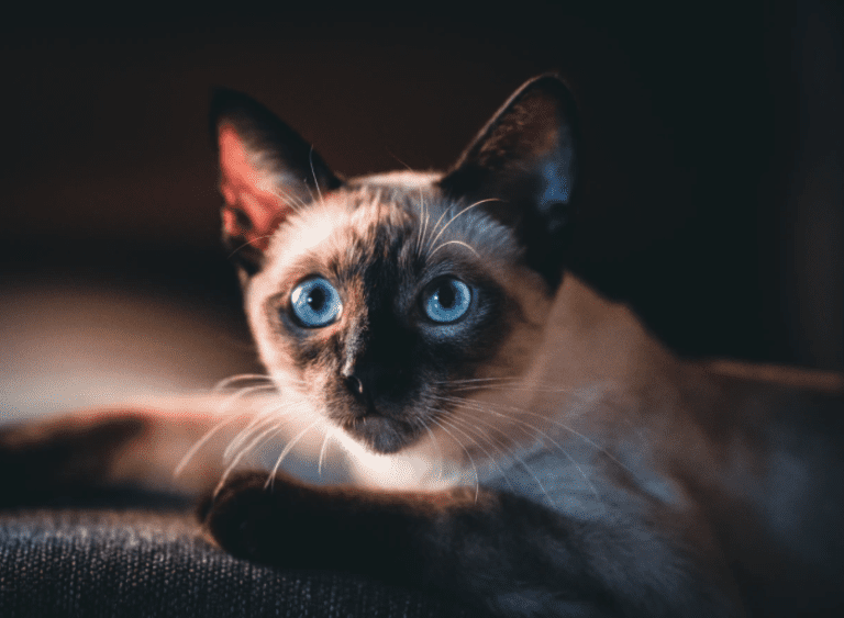 Are Siamese Cats Good Apartment Cats?