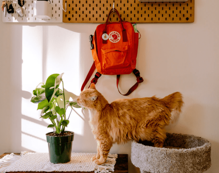 Most Popular Apartment Cat Breeds: Everything You Need to Know
