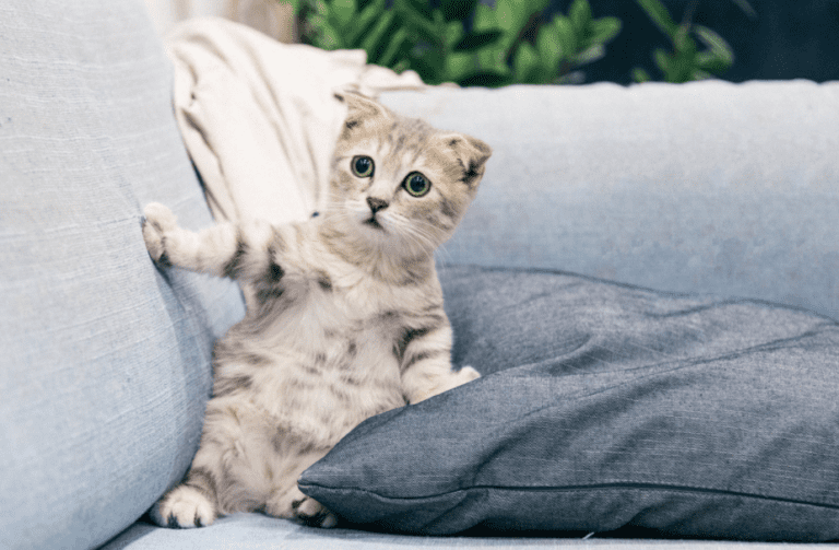 My Cat is Afraid of Me! Maybe It’s Hate!