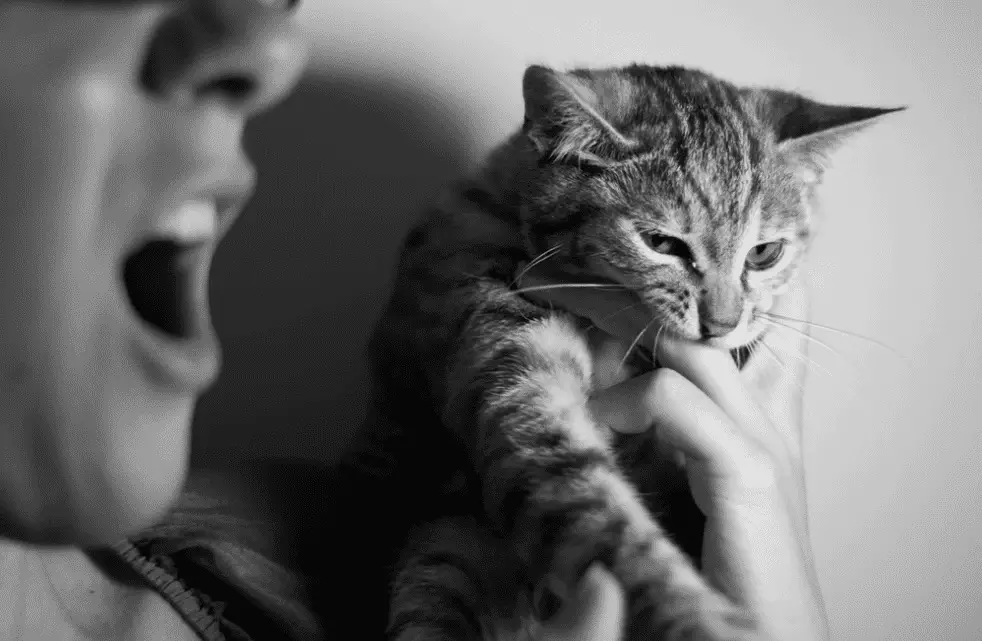 cat bites a man's hand.