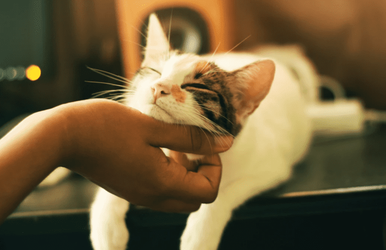 How To Get a Cat To Like (Or Trust) You Again?