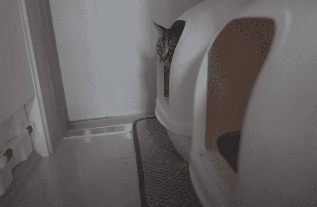 cat in a pine litter box.