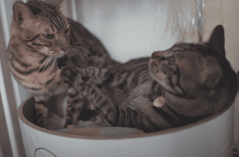 Can Cats Share a Litter Box in a Small Apartment?