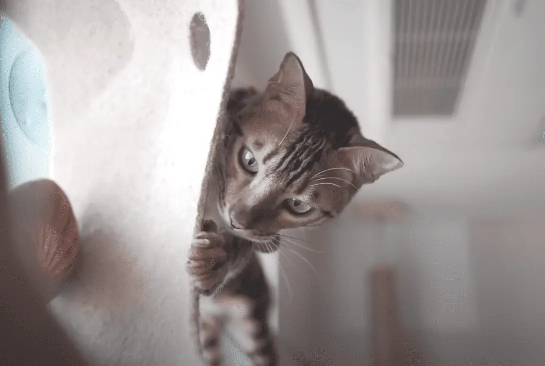 Can Cats Live In One Room? Surprising Answer! monsieurtn