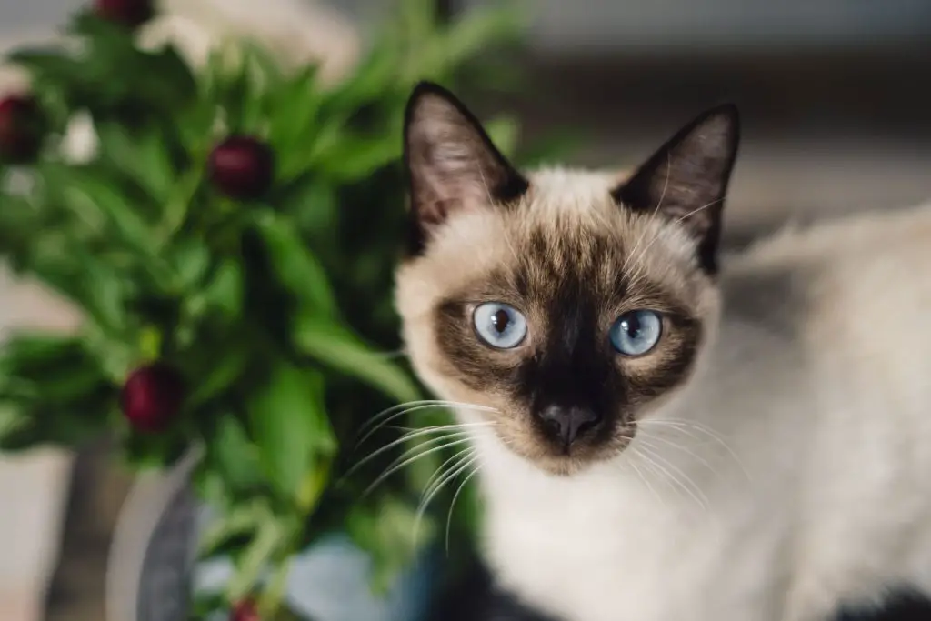 Close-up shot of a Siamese Cat.