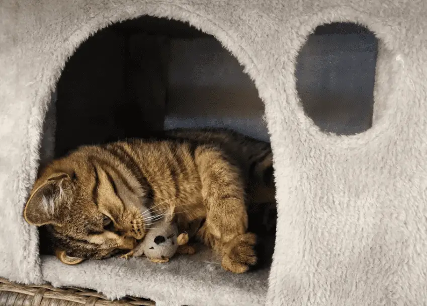 cat in a cat tower with a mouse.