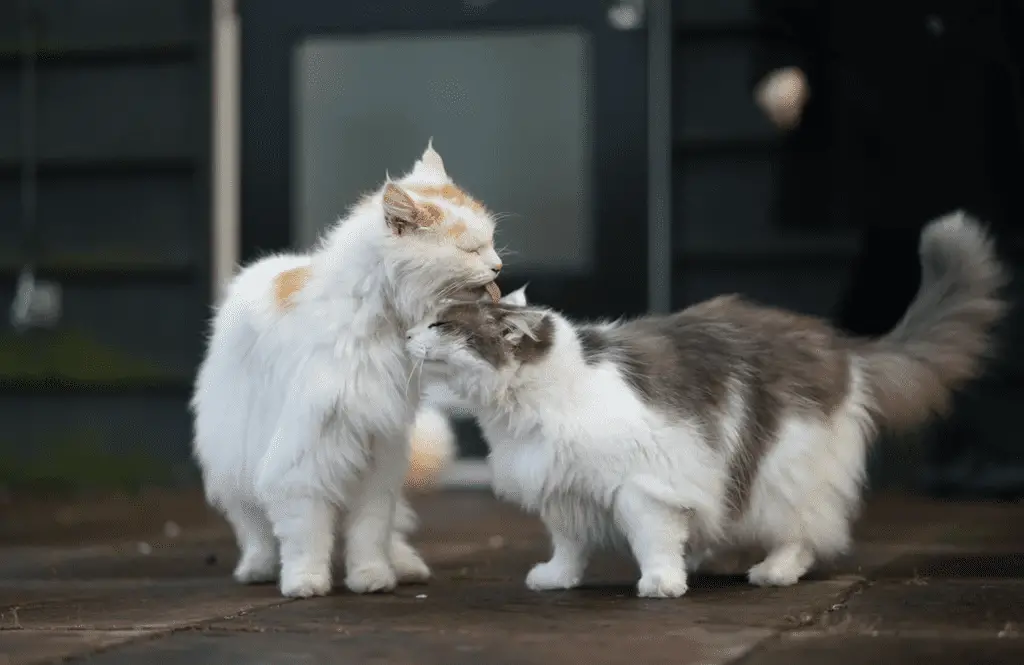 Part of controlling cat odors is removing the saliva smell.