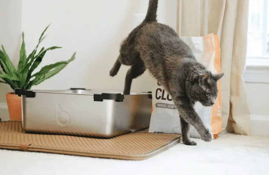 Gray cat jumping out of the litter box.