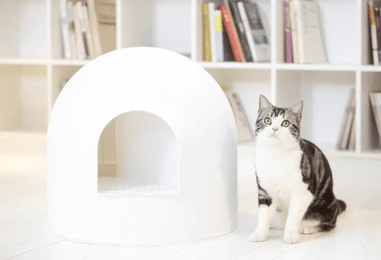 6 Real Tips to Stop Cat Litter Tracking (I Tried Them All!) monsieurtn