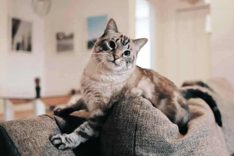 Is It Okay To Only Adopt One Kitten or Cat? Important Information!